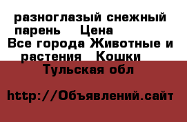 разноглазый снежный парень. › Цена ­ 10 000 - Все города Животные и растения » Кошки   . Тульская обл.